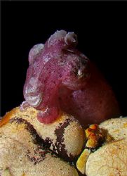 Dwarf cuttlefish (1cm long) at Kapalai. E900 plus 2 macro... by Alex Tattersall 